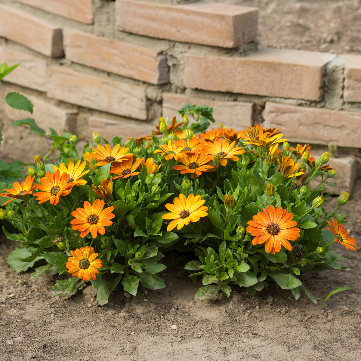 Marguerite du Cap orange - Oestospermum - Willemse