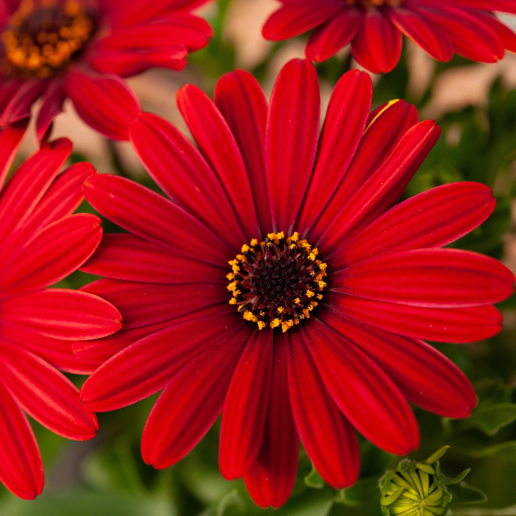 Marguerite du Cap rouge - Oestospermum - Willemse