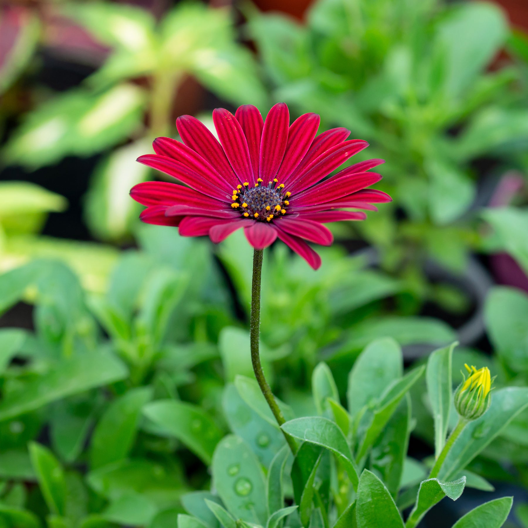 Marguerite du Cap rouge - Oestospermum - Osteospermum rouge - Willemse