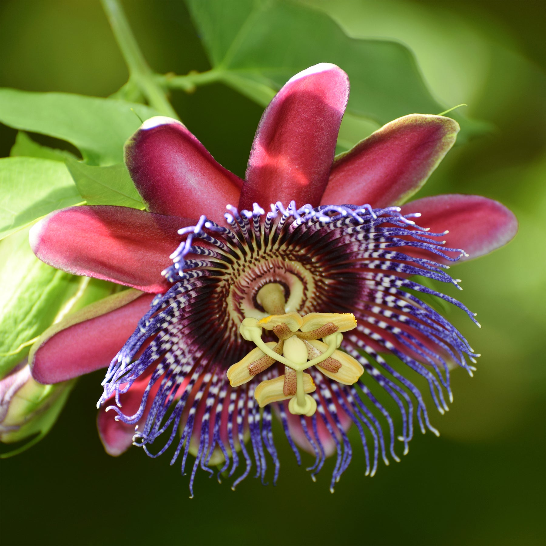 Passiflora alata - Grenadille sauvage - Passiflores