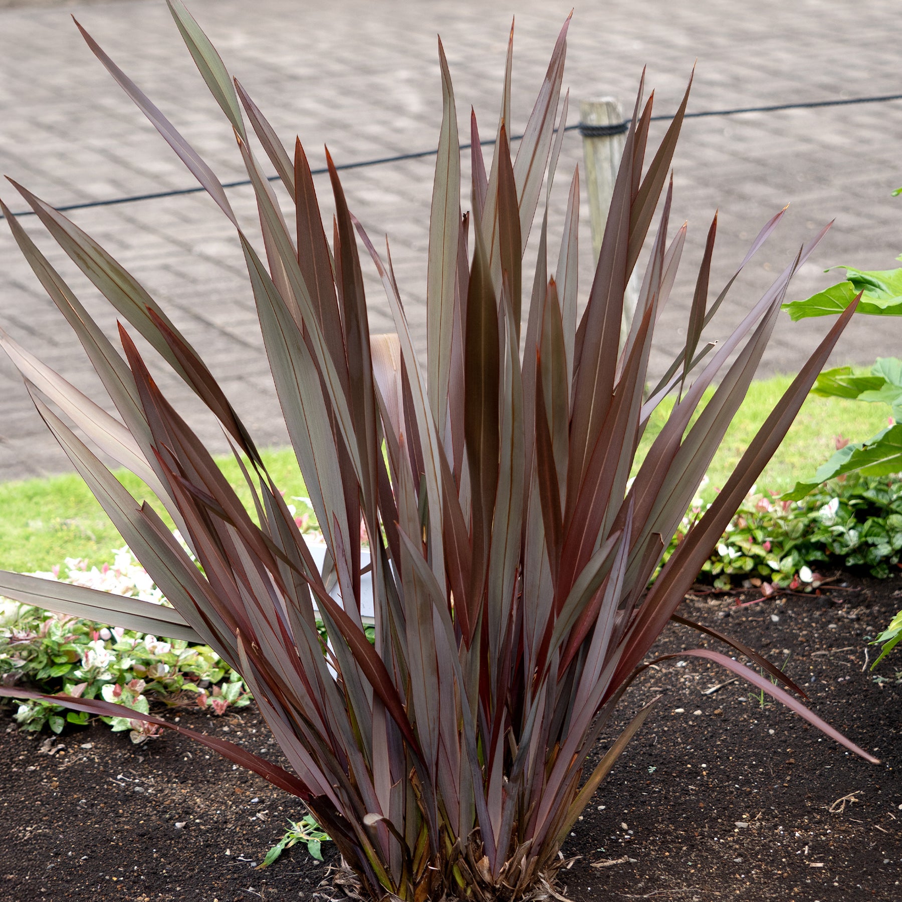 Phormium tenax Black Adder ® - Phormium Black Adder ® - Lin de Nouvelle-Zélande - Plantes vivaces