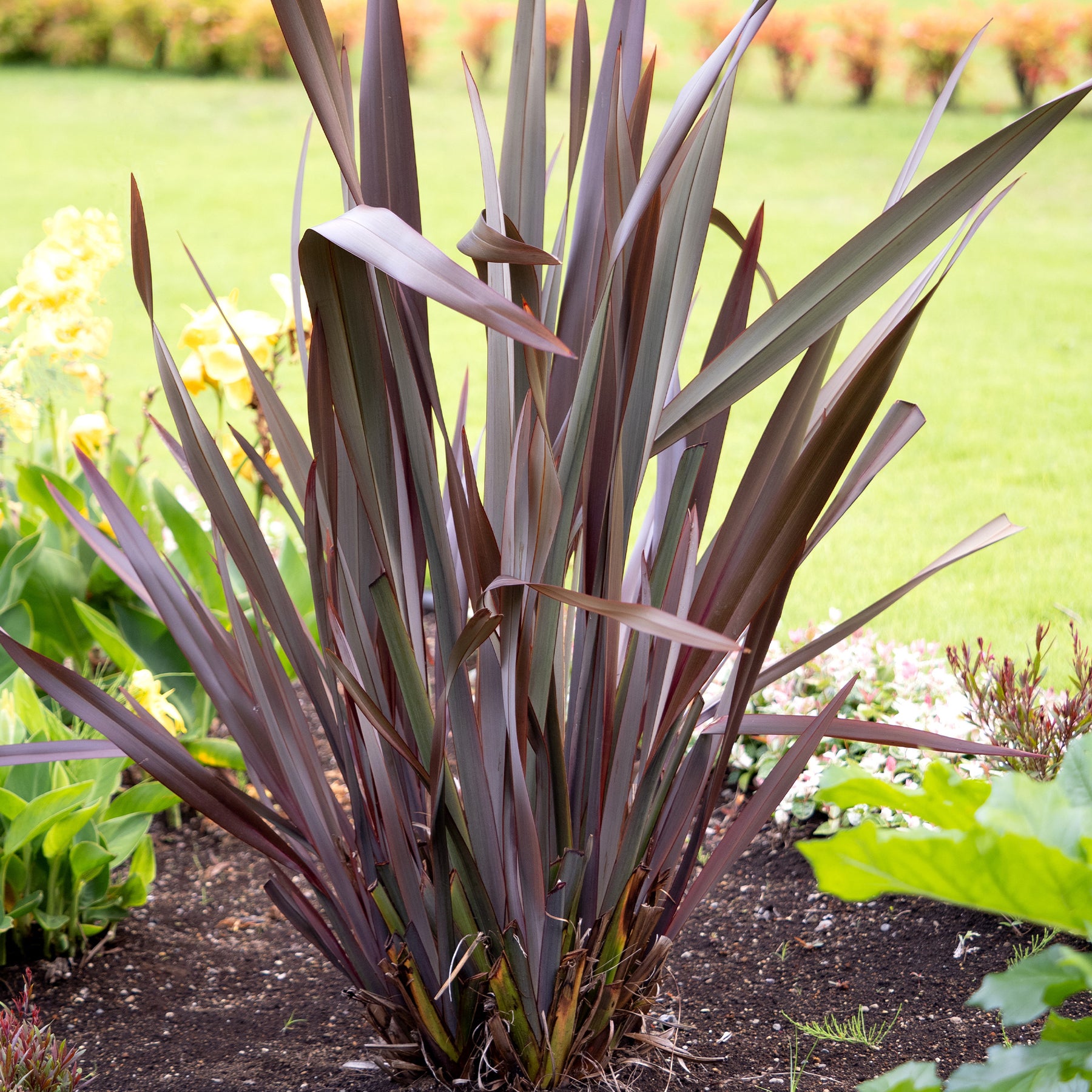 Phormium Black Adder ® - Lin de Nouvelle-Zélande - Phormium tenax Black Adder ® - Willemse