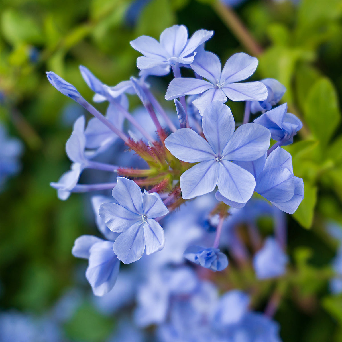 Plumbago Dark Blue - Willemse