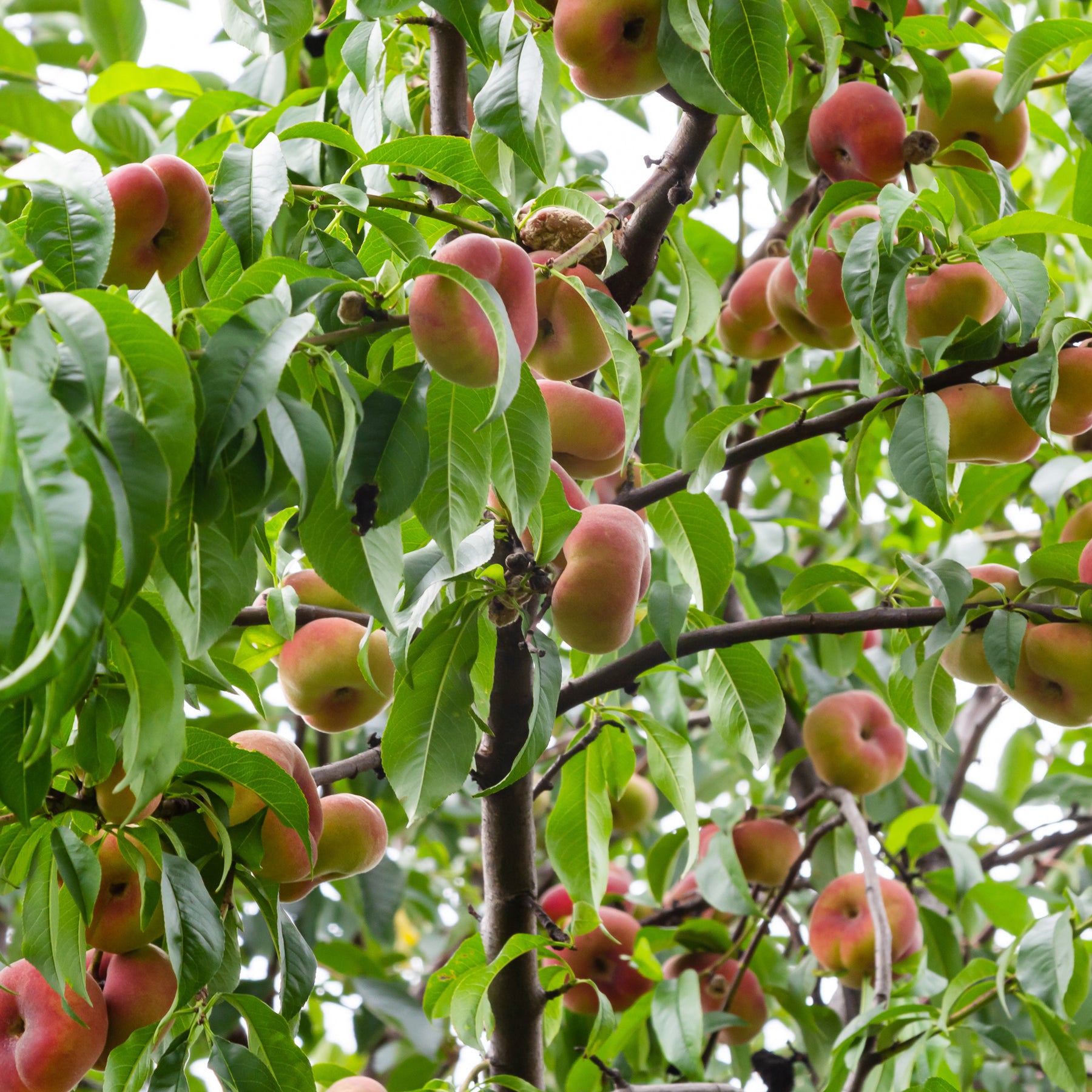 Prunus persica Saturne - Pêcher Saturne - Pêcher