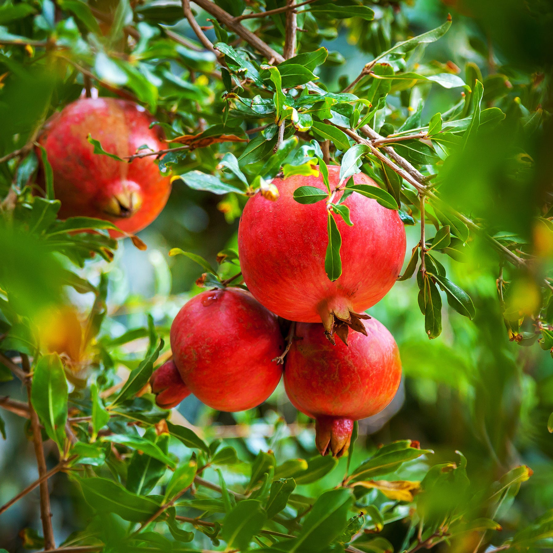 Grenadier à fruits - Willemse