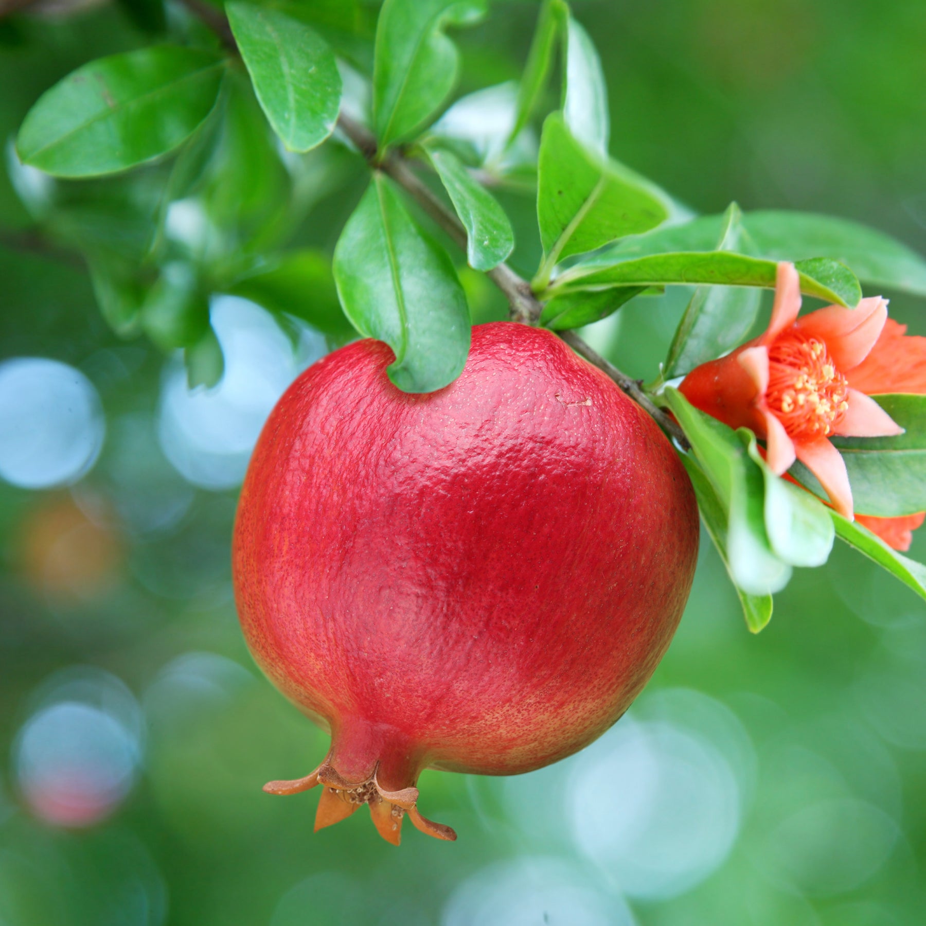 Punica granatum - Grenadier à fruits - Grenadier