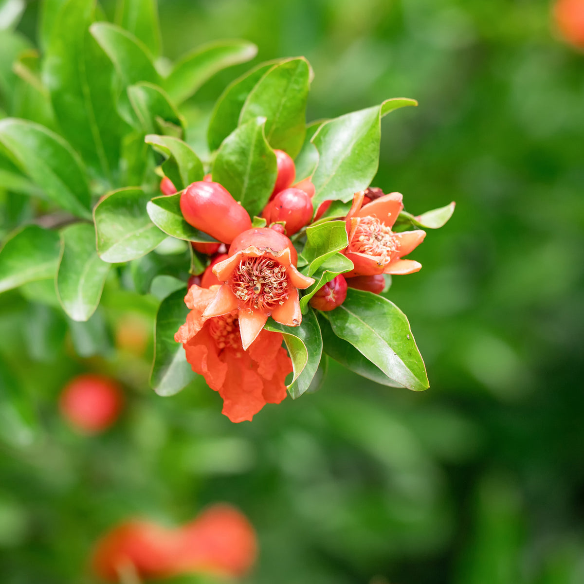 Grenadier à fruits - Punica granatum - Willemse