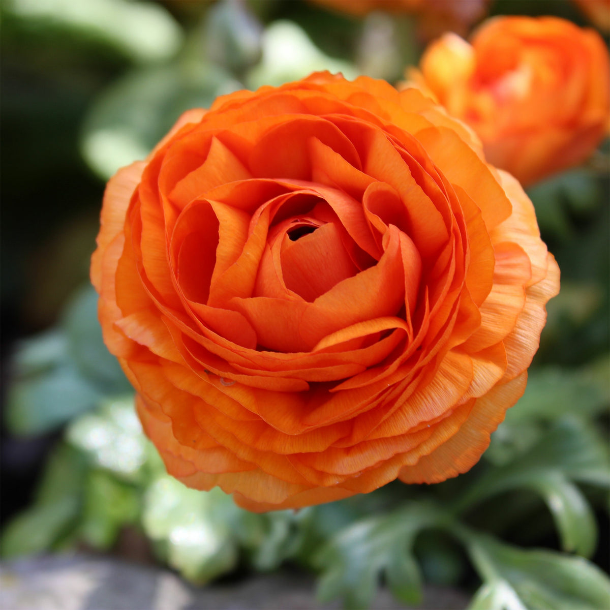 10 Renoncules oranges - Ranunculus asiaticus Orange - Willemse