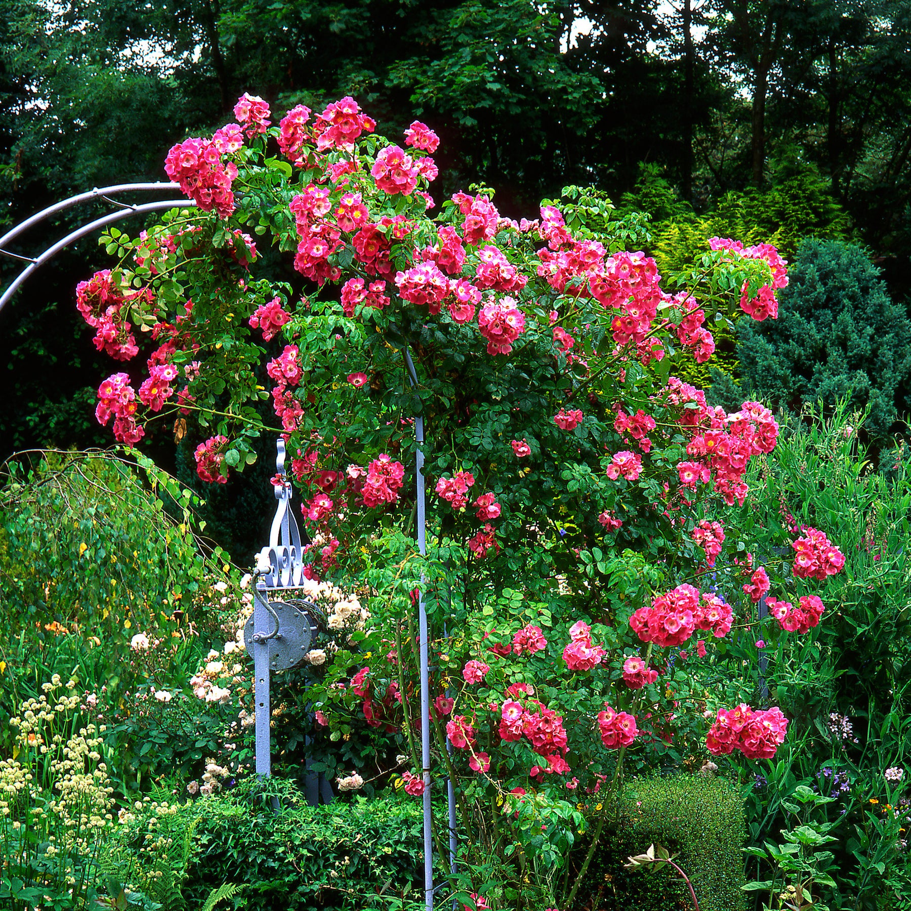 Rosier liane American Pillar - Rosa wichuraiana American Pillar - Willemse