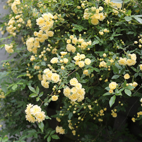 Rosa banksiae Lutea - Rosier de Banks jaune - Rosiers