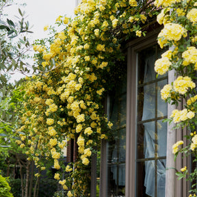 Rosier de Banks jaune - Rosa banksiae Lutea - Willemse