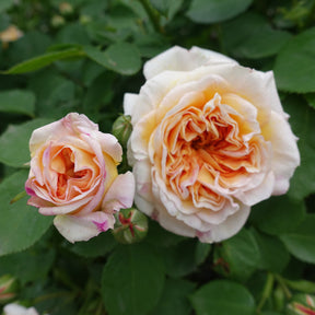 Rosa Bathsheba® Auschimbley - Rosier anglais grimpant Bathsheba® Auschimbley - Rosiers