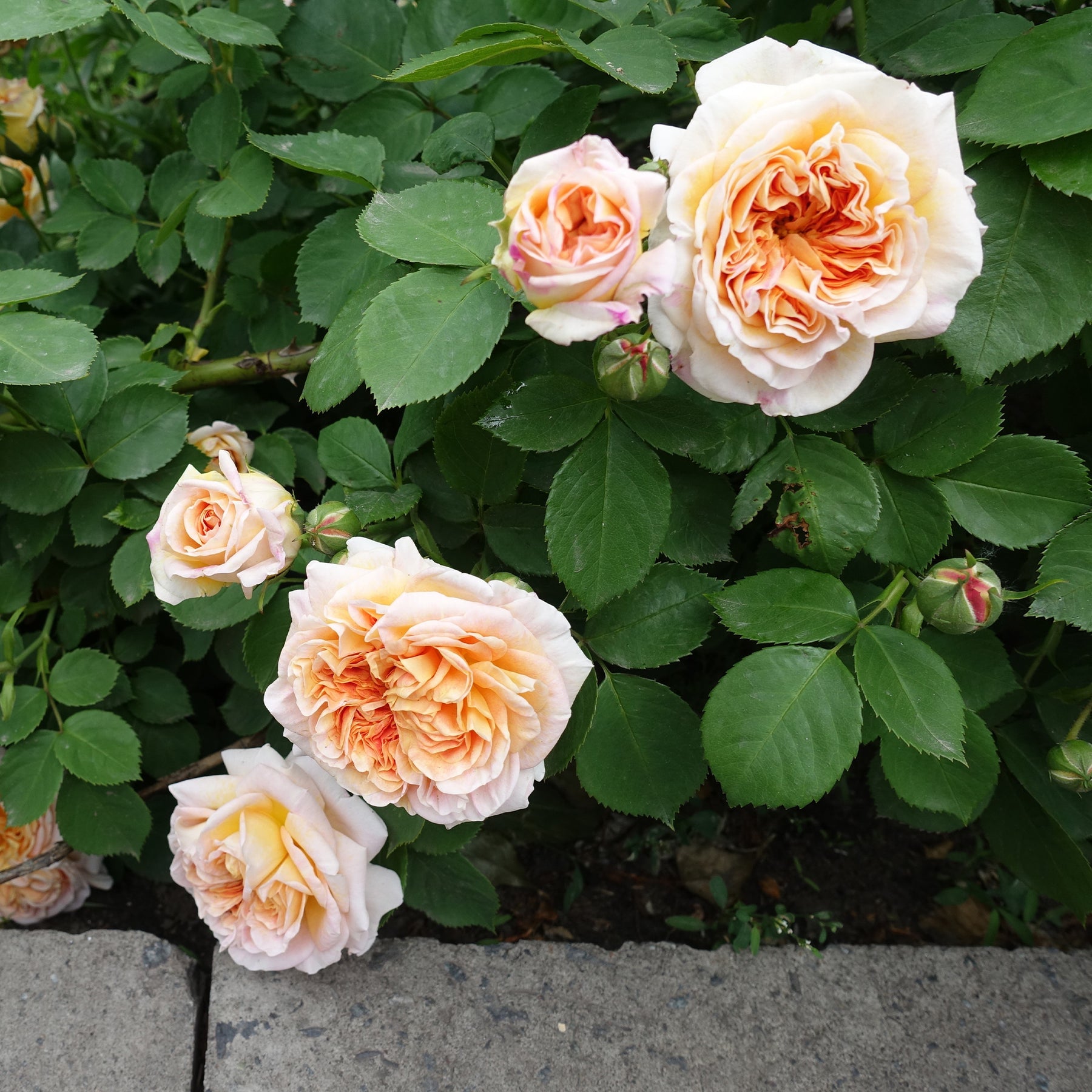 Rosier anglais grimpant Bathsheba® Auschimbley - Rosa Bathsheba® Auschimbley - Willemse