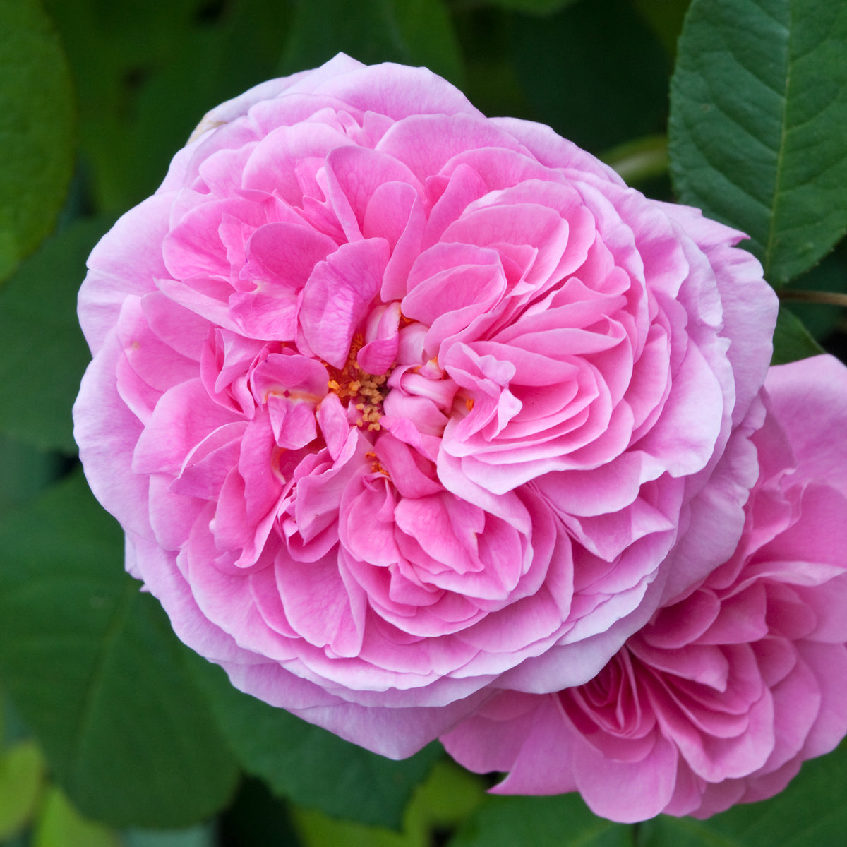 Rosier anglais grimpant Gertrude Jekyll® Ausbord - Willemse