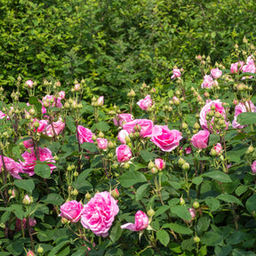 Rosa Gertrude Jekyll® Ausbord - Rosier anglais grimpant Gertrude Jekyll® Ausbord - Rosiers