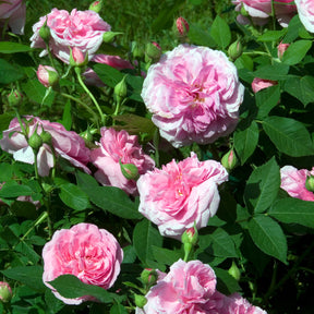 Rosier anglais grimpant Gertrude Jekyll® Ausbord - Rosa Gertrude Jekyll® Ausbord - Willemse