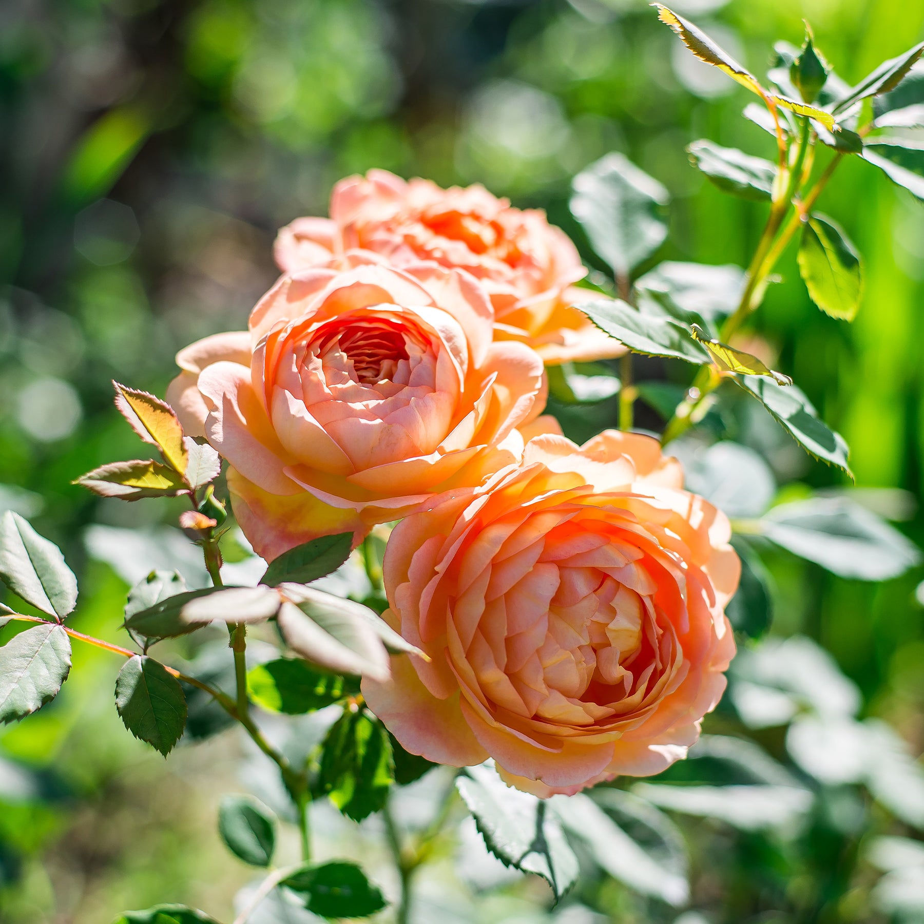 Rosier anglais Lady of Shalott - Willemse