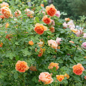 Rosier anglais Lady of Shalott - Rosa Lady of Shalott® Ausnyson - Willemse