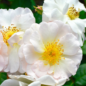 Rosier arbustif Pénélope - Rosa moschata Pénélope - Willemse