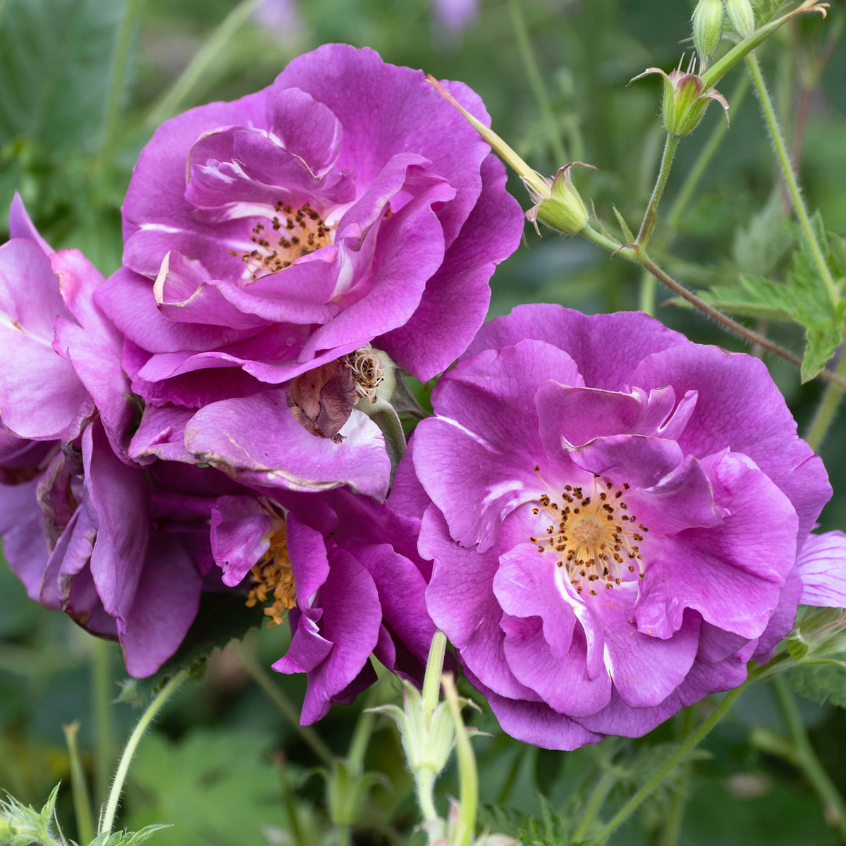 Rosier buisson Rhapsody in Blue® Frantasia - Willemse