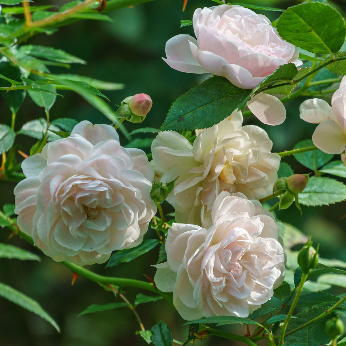 Rosier couvre-sol Sea Foam - Willemse