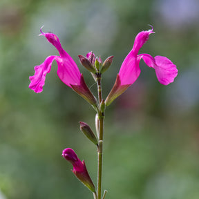 Sauge arbustive Cerro Potosi - Salvia microphylla Cerro Potosi - Willemse