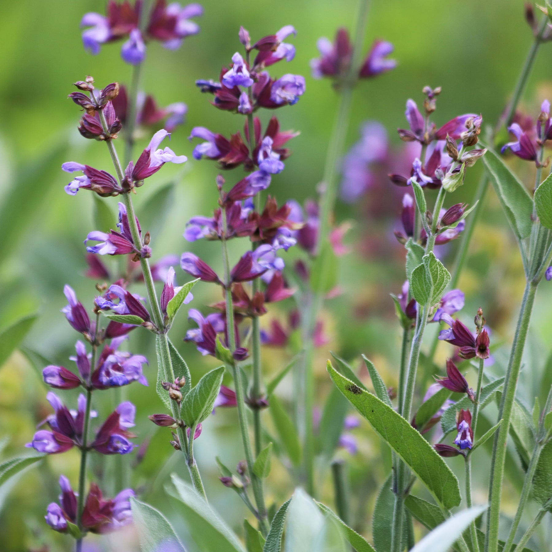 Sauge officinale - Salvia officinalis - Willemse