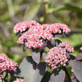 Sedum Sunsparkler® Cherry Tart - Willemse