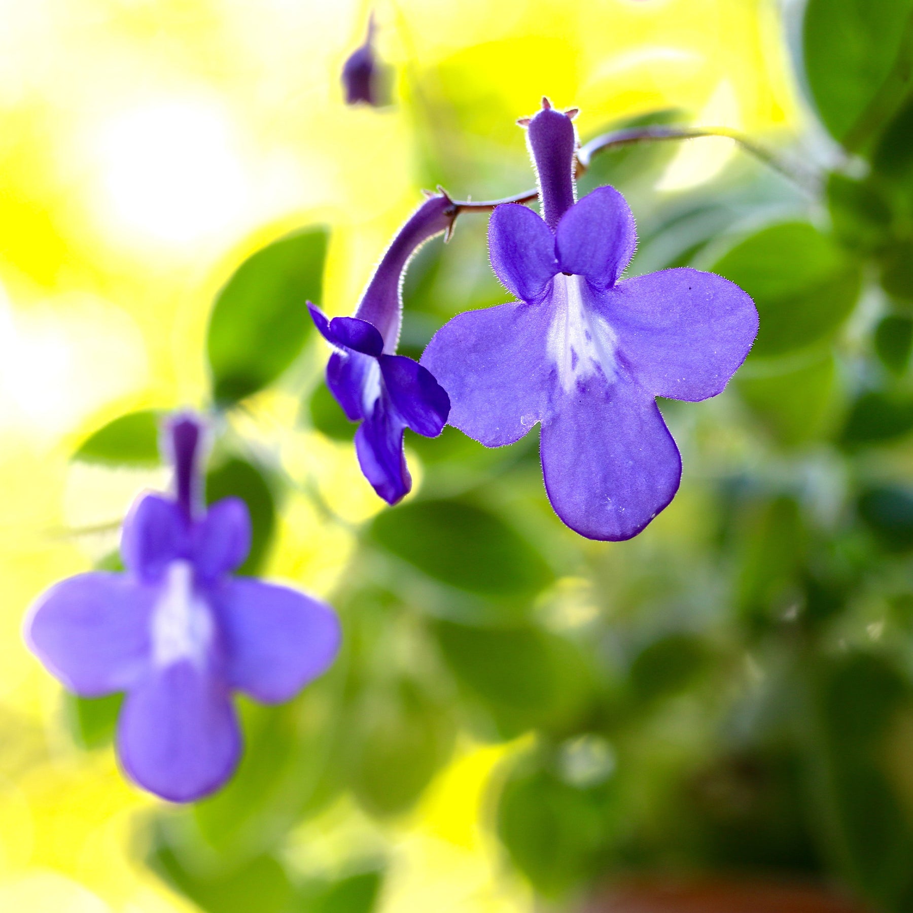 Primevère du Cap - Streptocarpus saxorum - Willemse