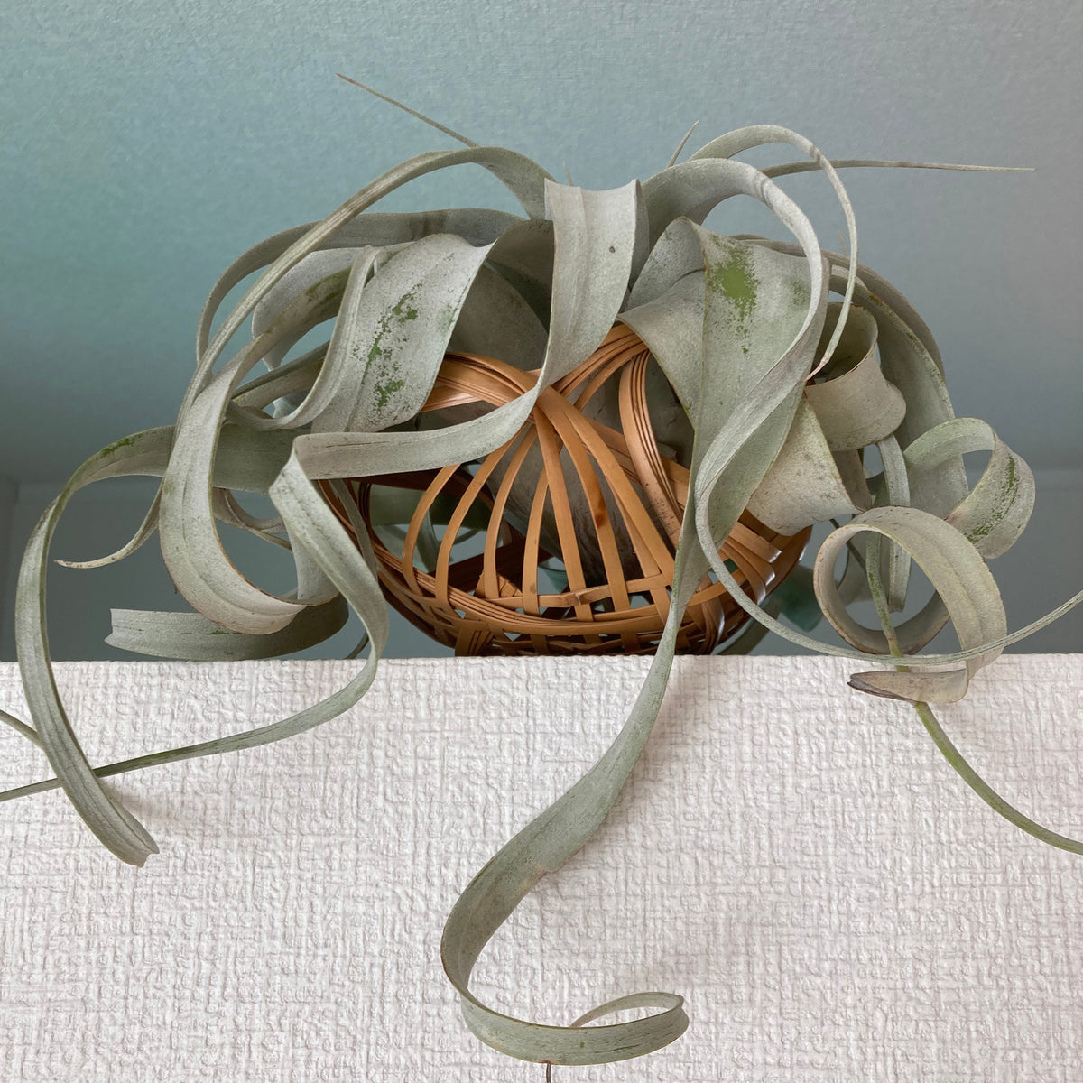 Tillandsia xerographica - Tillandsia xerographica - Willemse