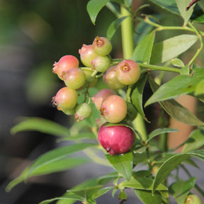 Myrtillier Pink Lemonade - Willemse