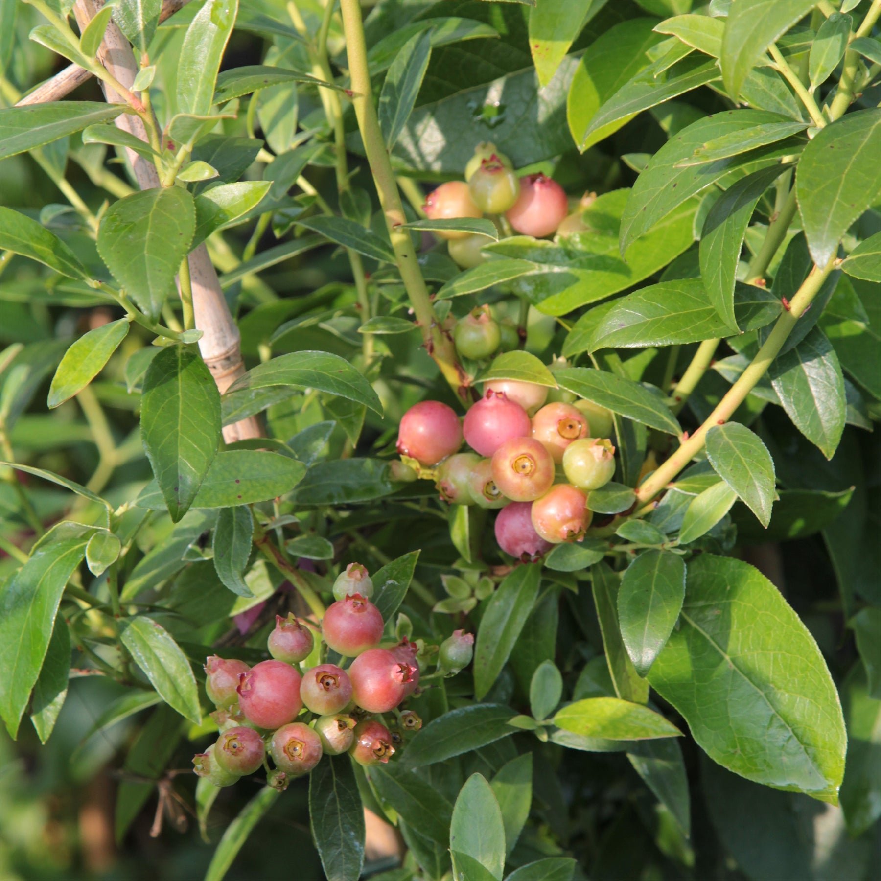 Myrtillier Pink Lemonade - Vaccinium x ashei Pink Lemonade - Willemse