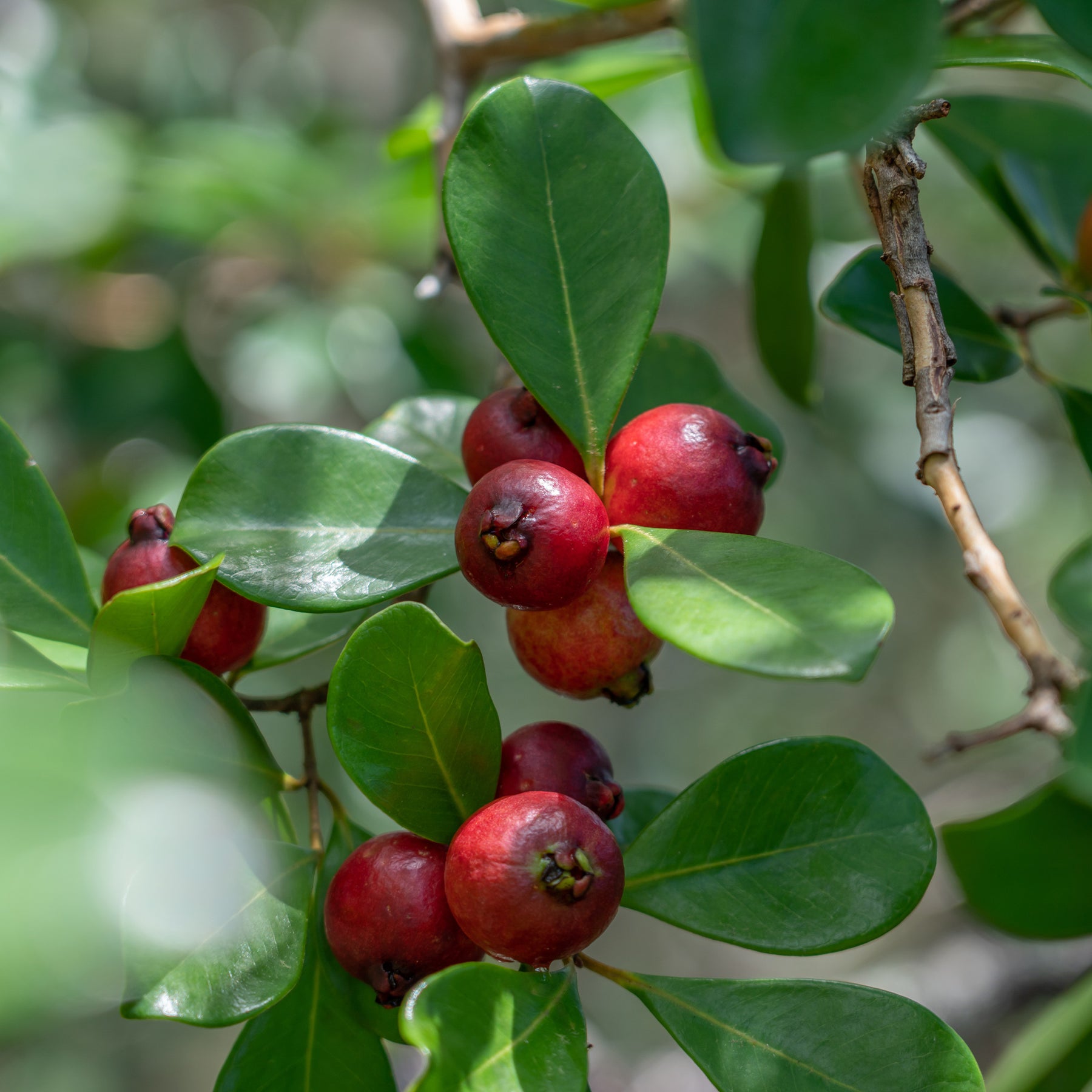 Vente Goyavier de Chine - Psidium cattleianum