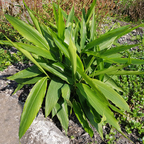 Grand galanga - Alpinia galanga - Willemse