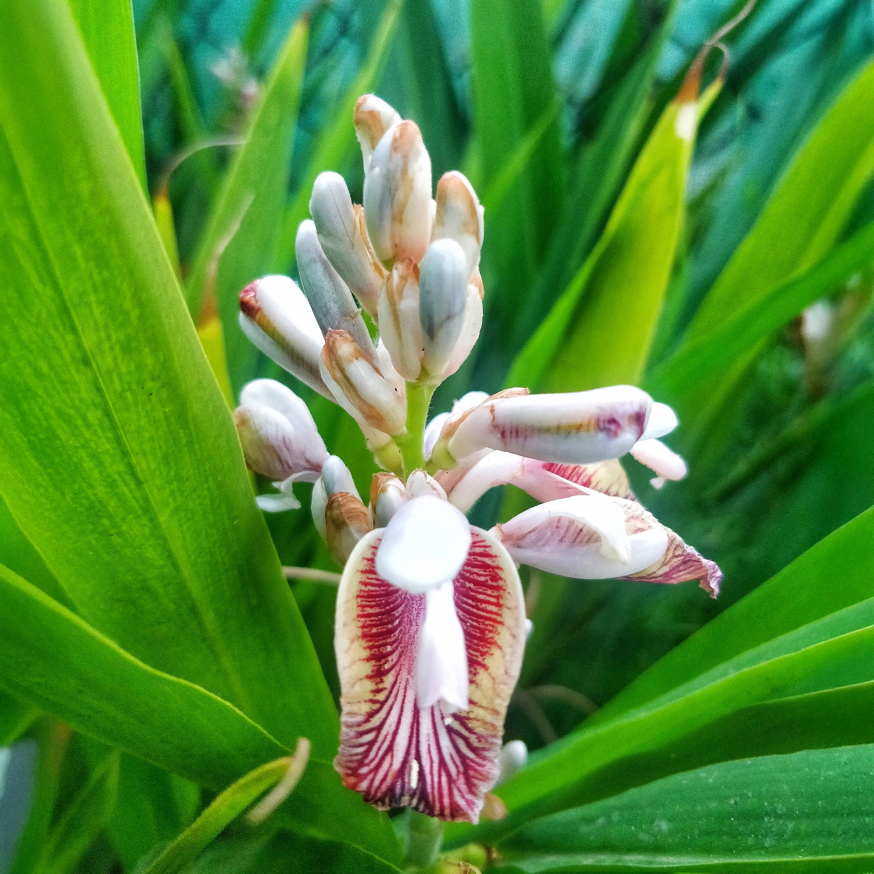 Plants d'aromatiques - Grand galanga - Alpinia galanga