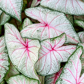 Caladium Fantasy - Willemse