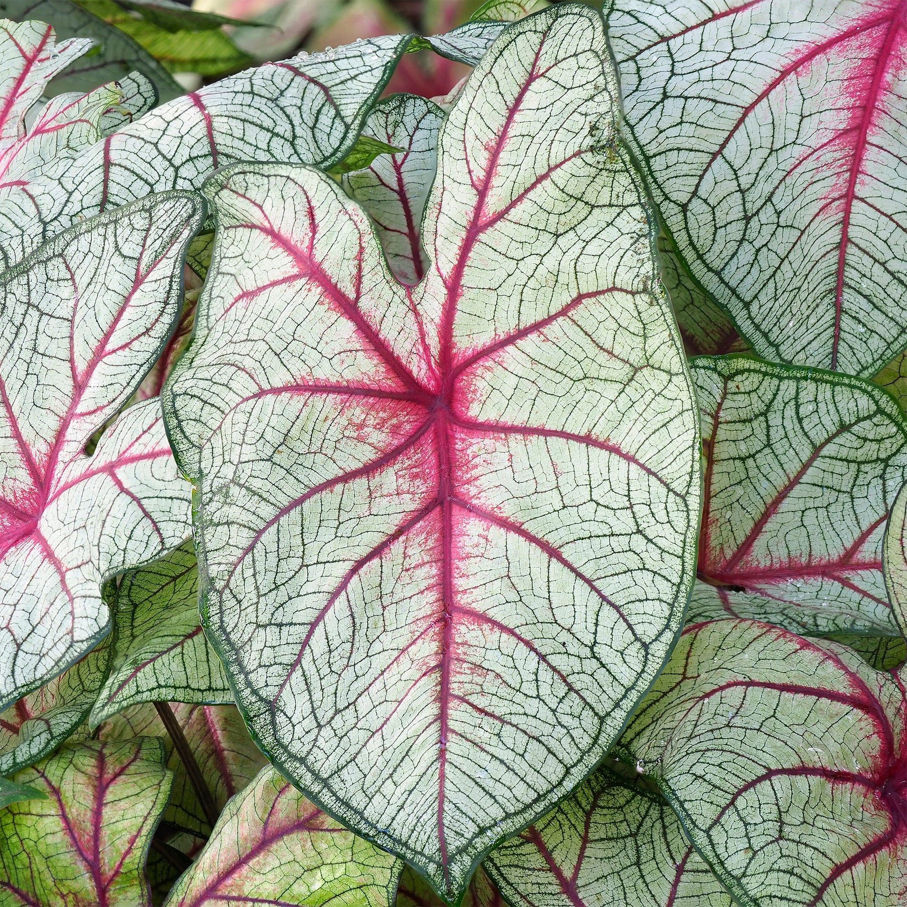 Caladium Fantasy - Caladium x hortulanum Fantasy - Willemse