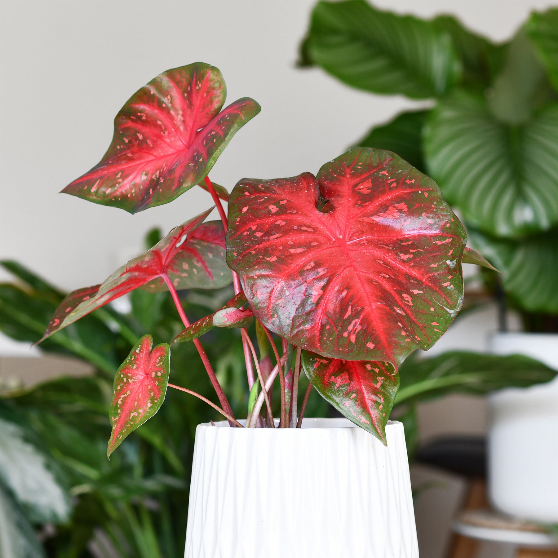 Caladium Red Flash - Willemse