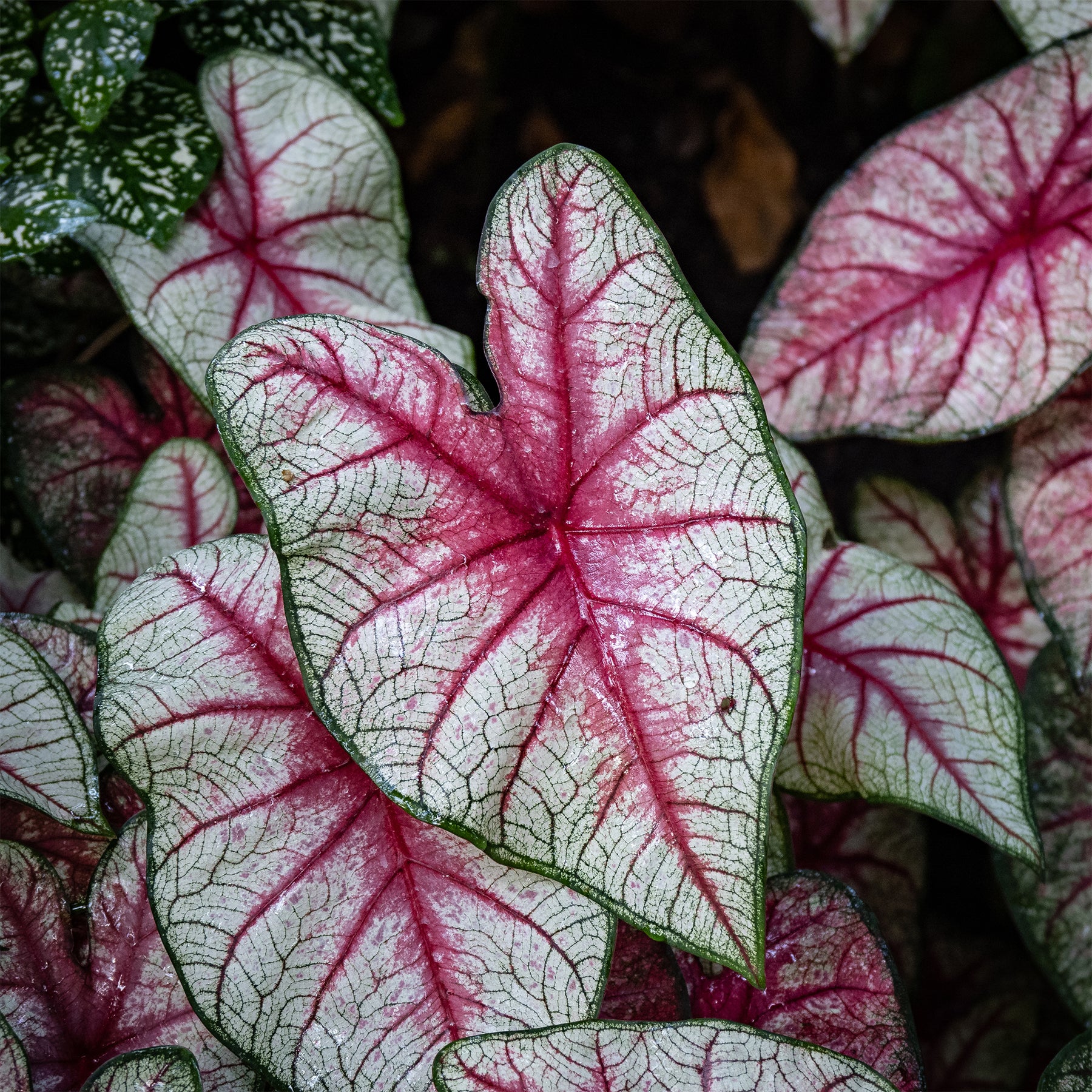 Caladium White Queen - Willemse