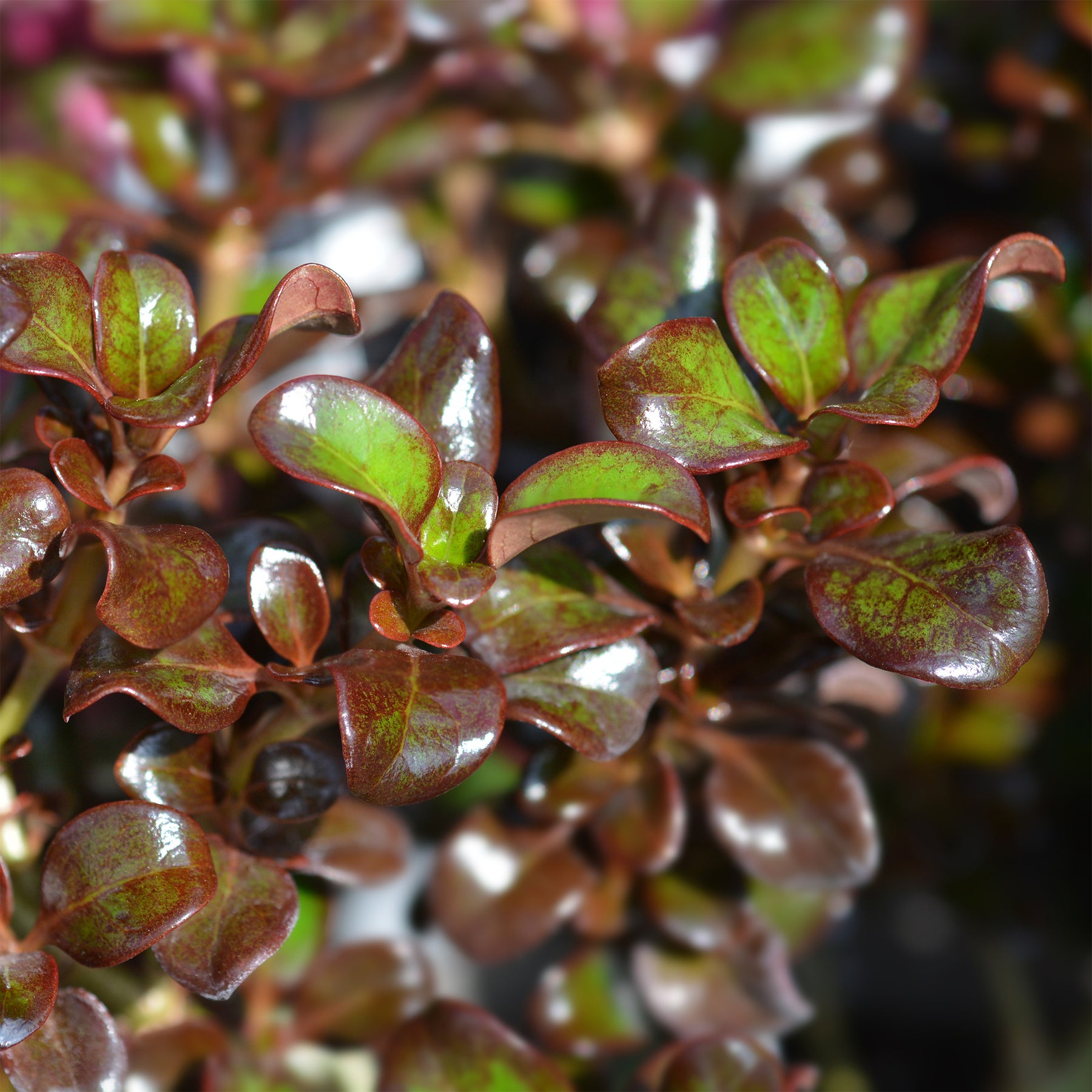 Coprosma Chocolate Soldier - Willemse