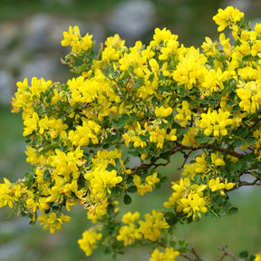 Coronille glauque - Coronilla valentina glauca - Willemse