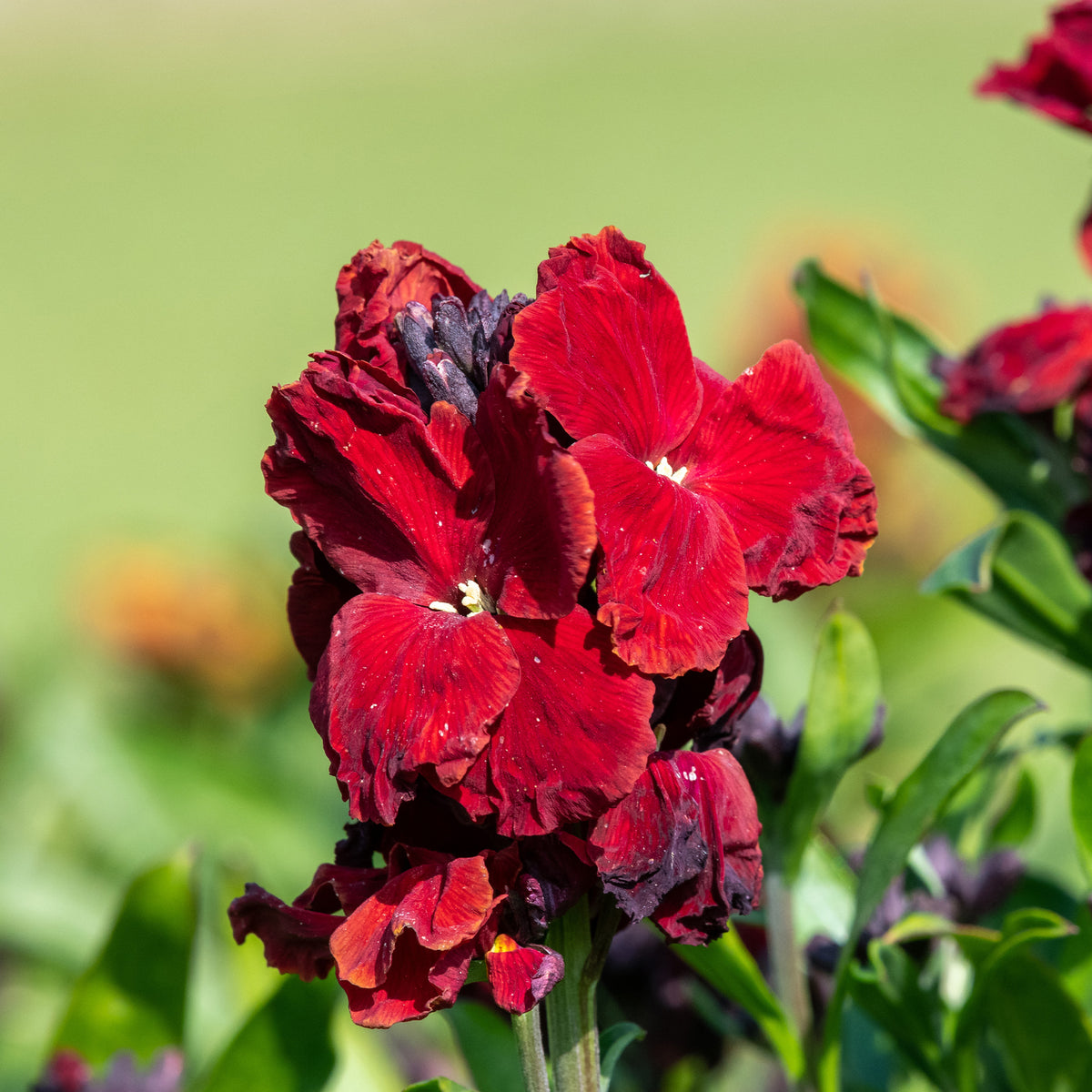 Giroflée Colour Vibe Red® - Erysimum Colour Vibe Red ® - Willemse