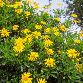 Marguerite de la savane - Euryops - Willemse