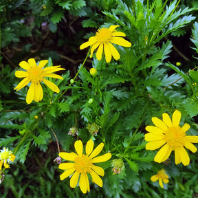 Euryops chrysanthemoides - Marguerite de la savane - Euryops - Marguerite des jardins - Leucanthemum x superbum