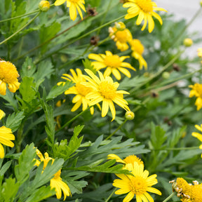 Marguerite de la savane - Euryops - Euryops chrysanthemoides - Willemse