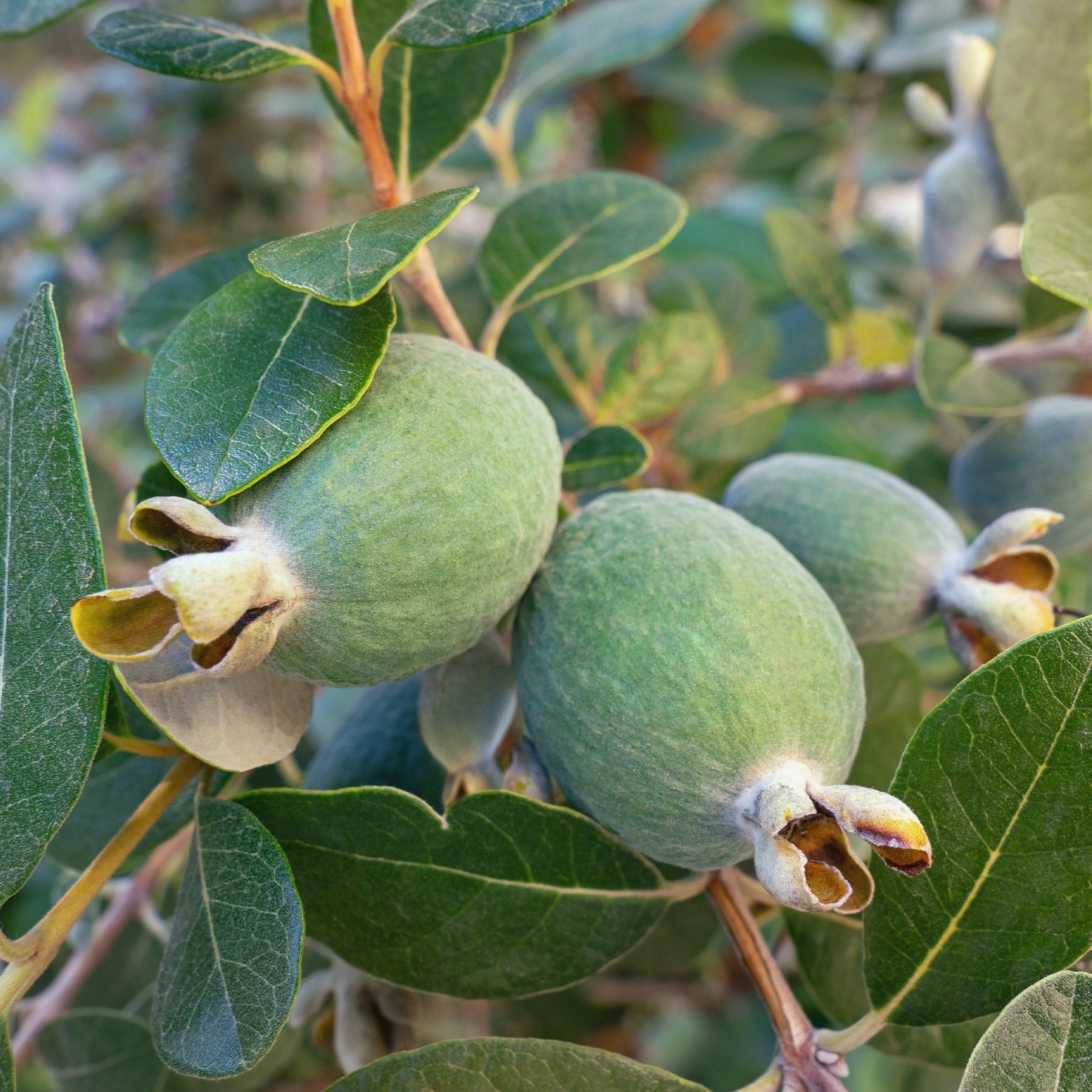 Feijoa sellowiana - Goyavier du Brésil - Feijoa - Goyavier