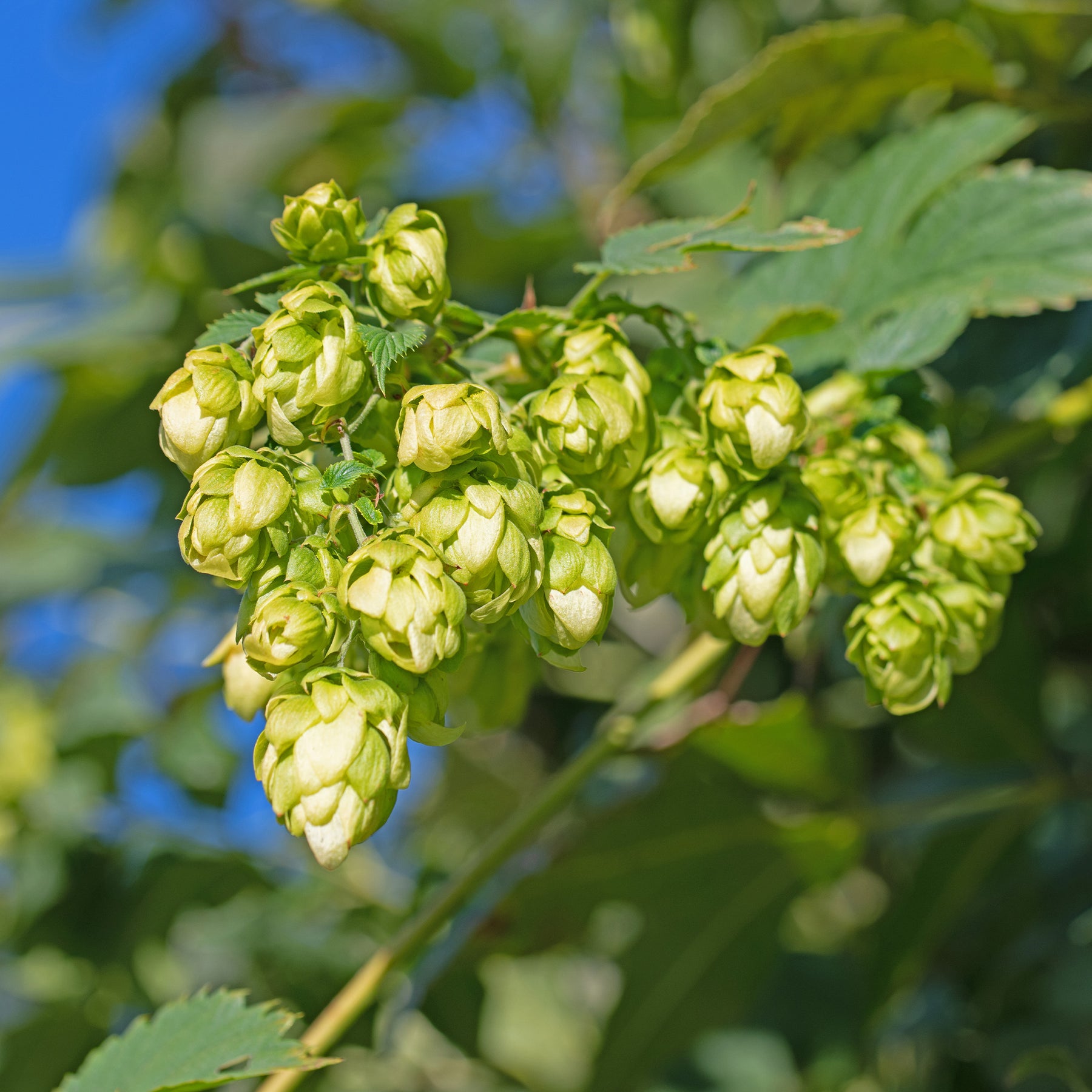 Houblon femelle Prima Donna ® - Willemse