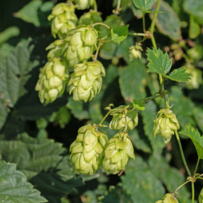 Houblon femelle Prima Donna ® - Humulus lupulus Prima Donna ® - Willemse