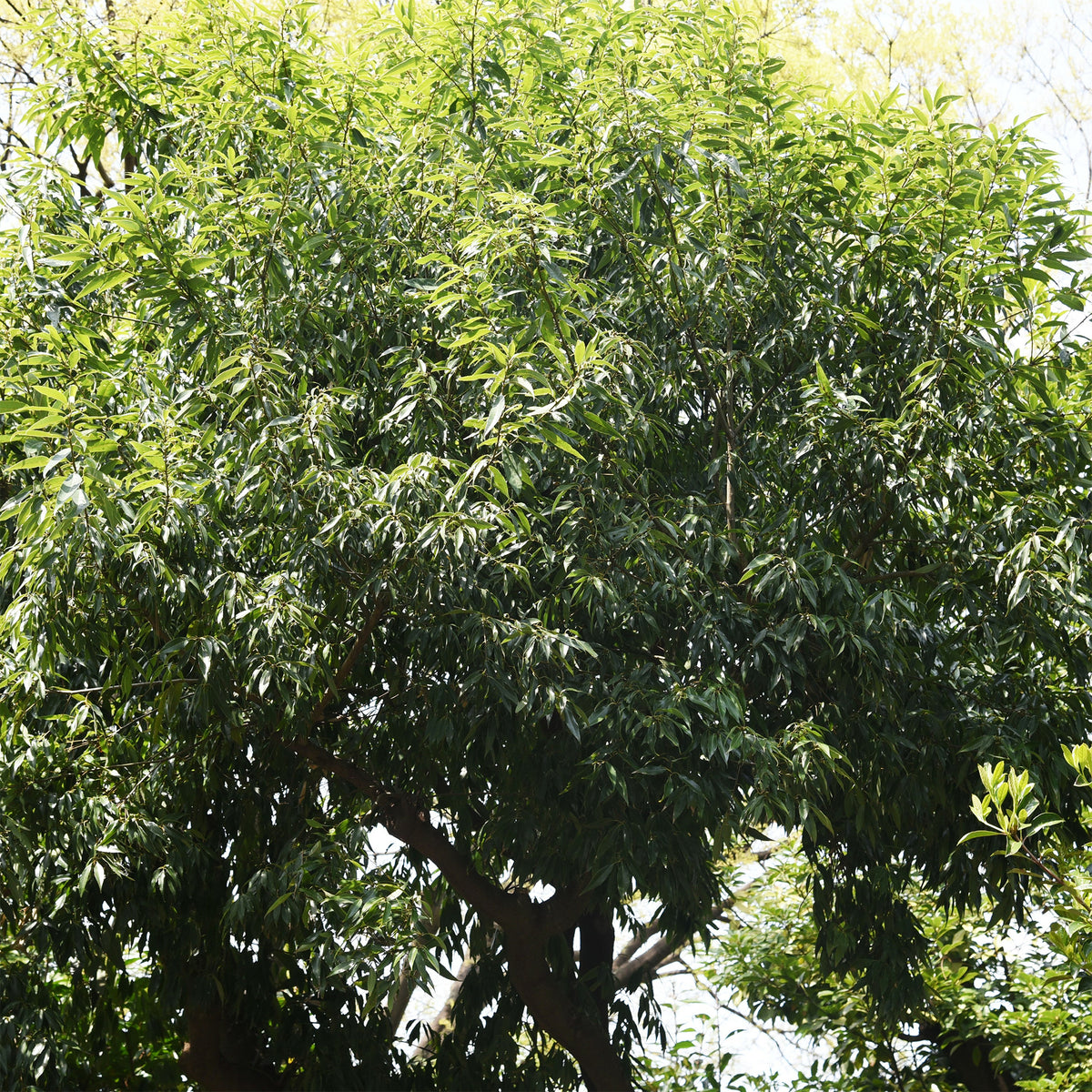 Chêne à feuilles de myrsine - Quercus myrsinifolia - Willemse