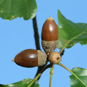 Chêne rouvre - Quercus petraea - Willemse